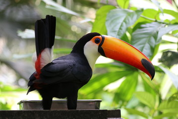 Close up  Little Colorful Toco Toucan 