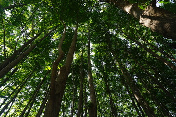 Fototapeta premium tree in forest