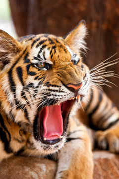 Indochinese tiger or Corbett's tiger (Panthera Tigris corbetti), Thailand
