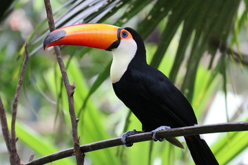 Close up  Little Colorful Toco Toucan  © foreverhappy