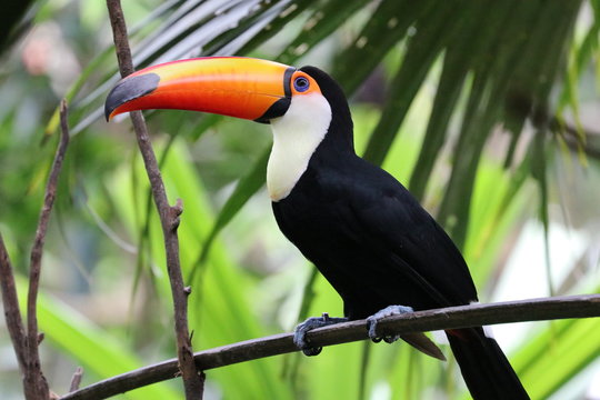 Close up  Little Colorful Toco Toucan 