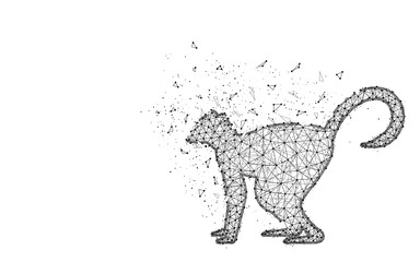Lemur low poly design, African animal abstract geometric image, zoo wireframe mesh polygonal vector illustration made from points and lines on white background