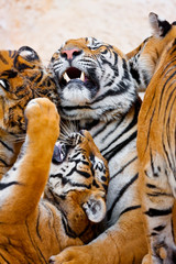 Tigers play fighting, Indochinese tiger or Corbett's tiger (Panthera Tigris corbetti), Thailand