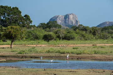Fototapeta na wymiar Sri Lanka, Yala National Park, Ruhuna National Park (block 1) est. in 1900. Scenic view of landmark Elephant Rock, storks in wetland habitat.