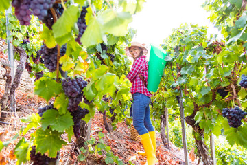 Frau bei der weinlese in weinbergen 