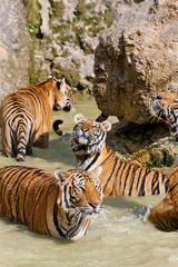 Indochinese tiger or Corbett's tiger (Panthera Tigris corbetti), Thailand