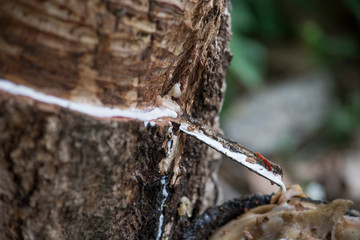 Thailand, Ko Samui. Rubber tree plantation. Rubber tree tapped to yield the white raw latex sap.