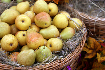 Ripe pears on straw in a wicker basket decorated with autumn leaves. Harvest holiday, festive decorations, farm market
