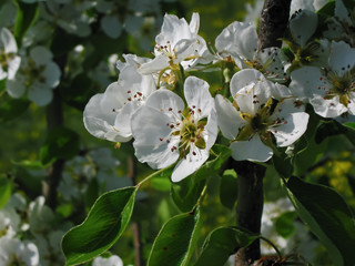 Obraz premium The gardens are blooming. Composition2.