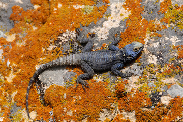 Cappadocia, Turkey. Blue rock lizard (Darevskia sapphirina).