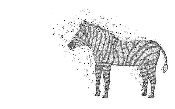 Zebra low poly design, African animal abstract geometric image, zoo wireframe mesh polygonal vector illustration made from points and lines on white background