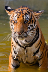 Young tigers (about 11 months old) playing in water, Indochinese tiger or Corbett's tiger (Panthera Tigris corbetti), Thailand