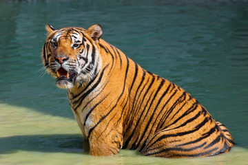 Fototapeta na wymiar Indochinese tiger or Corbett's tiger (Panthera Tigris corbetti), Thailand