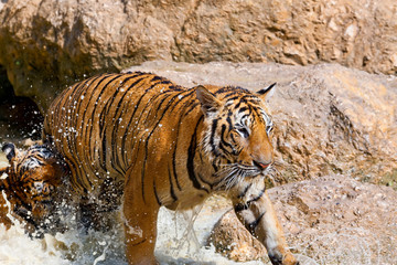 Indochinese tiger or Corbett's tiger (Panthera Tigris corbetti), Thailand