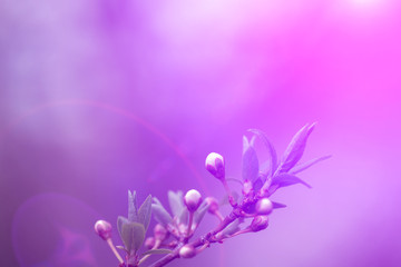 Fototapeta na wymiar Spring flowers on branches of a plum tree.