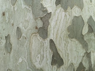 southern tree bark, smooth to the touch and even, greenish shades like camouflage