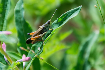 Heuschrecke