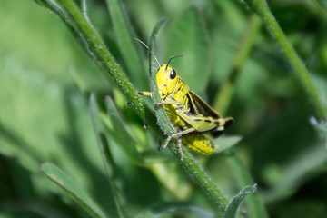 Heuschrecke