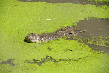 Western Australia, Broome. Malcolm Douglas Crocodile Park. Saltwater crocodiles (Crocodylus porosus) in green duckweed covered pond (introduced species, Lemna minuta).