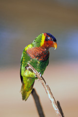 Australia. Rainbow Lorikeet (Trichoglossus Haematodus Moluccanus)