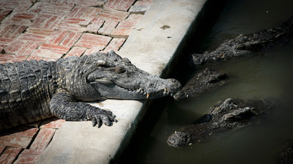 Cambodia, Siem Reap. Crocodiles at crocodile farm.