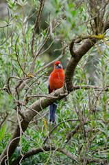 Australia, South Australia, Adelaide. Cleland Wildlife Park. Blue-cheeked rosella aka Adelaide rosella (Platycercus elegans) a hybrid cross of yellow and crimson rosellas.