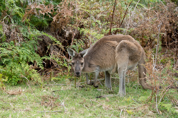 Western Australia, Perth, Yanchep National Park. Western gray kangaroo (Macropus fuliginosus) in bush habitat.