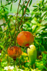 Ripe Colorful Pomegranate Fruit on Tree Branch. Bangladeshi Name of Dalim or Anar.