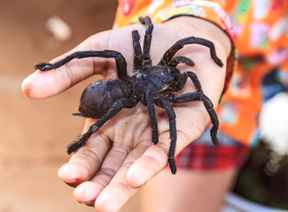 Cambodia. Live tarantula on its way to be fried. Deep fried tarantulas are for sale at Skuon, known locally as 'Spiderville. '