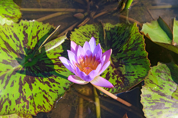 Phnom Penh, Cambodia. lotus flower (symbol of Buddhism).