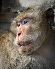 Cambodia, Angkor Wat. Long tailed macaque (Macaca fascicularis).