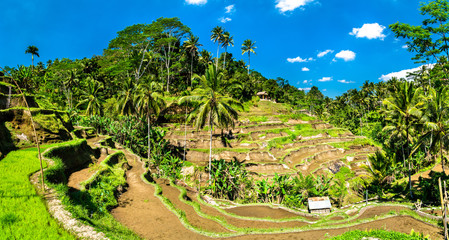 Fototapeta na wymiar Tegallalang Rice Terraces on Bali in Indonesia
