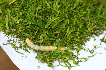 Kompong Thom, Cambodia. Older silk worm eats its way through shreaded mulberry leaves at a silk farm.