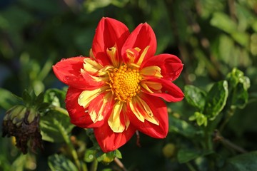 Rote Collarette-Dahlie (Dahlia variabilis 'Dandy Improved Mix') mit Regentropfen