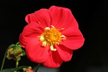 Rote Collarette-Dahlie (Dahlia variabilis 'Dandy Improved Mix') mit Regentropfen