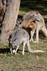 Obraz premium Australia, South Australia, Adelaide. Cleland Wildlife Park. Red kangaroos (Macropus Rufus) the largest of all kangaroos. Pair of kangaroos, female in front and large male in back.