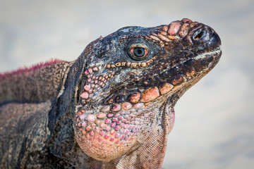 Bahamas, Exuma Island. Close-up of iguana on beach. Credit as: Don Paulson / Jaynes Gallery / DanitaDelimont.com