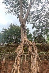 Cambodia. Root at Ta Prohm in the Angkor complex. Also called the jungle temple because its buildings are slowly being covered by the roots of spung trees.