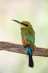Australia, Alice Springs. Rainbow bee-eater (Merops ornatus).