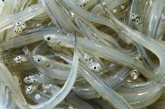 New Zealand, Whitebait