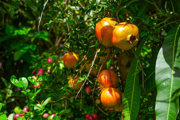 Pomegranate - Punica Granatum, called Anar or Dalim or Bedana fruit tree from Bangladesh.