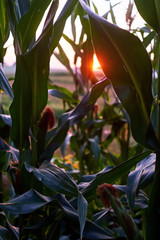 Unripe green corn in the garden. Corn stalks, flowers and leaves