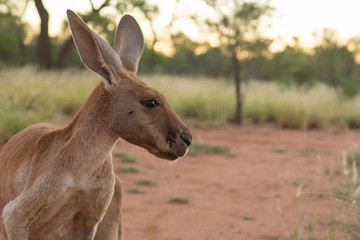 Australia, Alice Springs. Adult female kangaroo in open field.