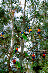 Obraz premium Australia, Queensland, Rockhampton. Wild rainbow lorikeets (Trichoglossus haematodus) in tree.