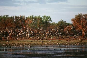 Australia, Northern Territory, Kakadu National Park, Flock of Magpie Goose with other birds © Peter Skinner/Danita Delimont