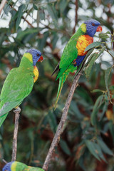 Australia, Eastern states of Australia, Three Rainbow Lorikeet perching on branch