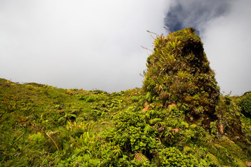 MARTINIQUE. French Antilles. West Indies. Low-growing lush tropical vegetation covers column of...