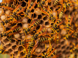 Dangerous large swarm of vicious wild wasps creeps in honeycombs
