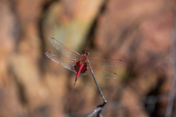 Australia, Watarrka National Park. Kings Canyon, Rim Walk. Red dragonfly.