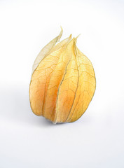 Fresh organic physalis (cape gooseberry) peruviana over white background